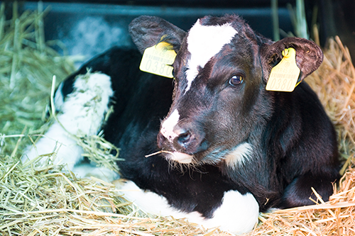 Calf and Heifer Feeds