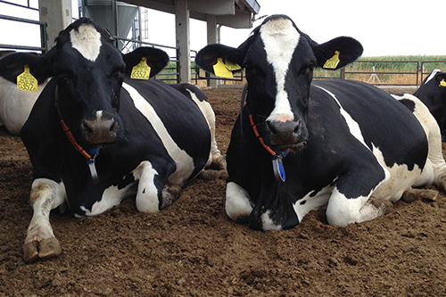 Dairy Feeds